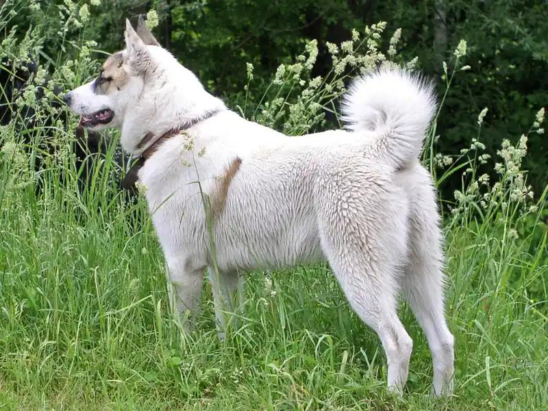 West Siberian Laika, a 87% match to Greek Harehound