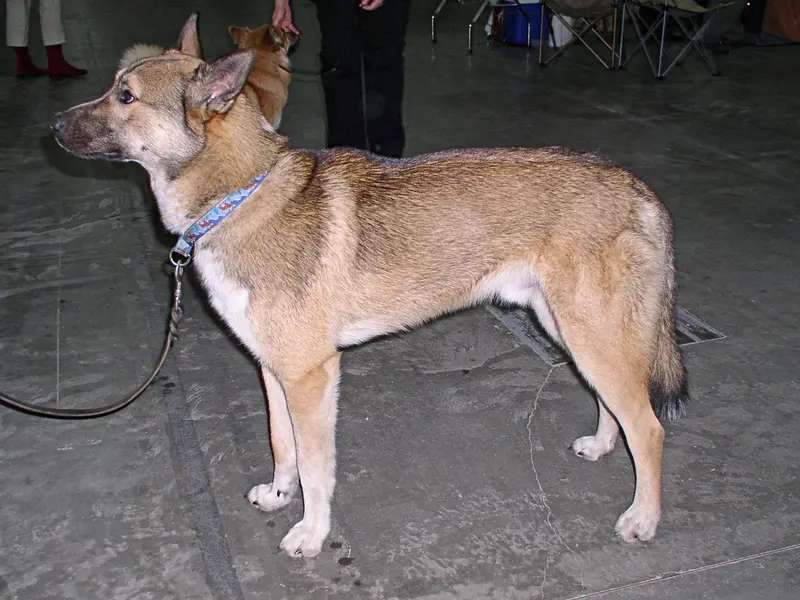 West Siberian Laika photo thumbnail 2