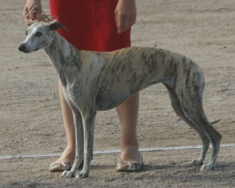 Whippet photo thumbnail 1
