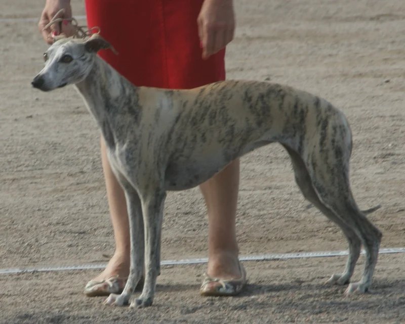 Whippet - Hound breed known for being Affectionate and Gentle