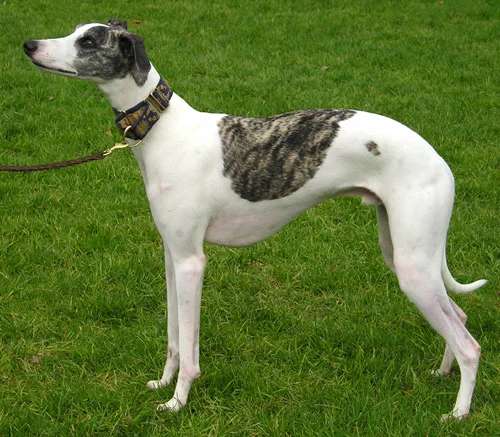 Whippet photo thumbnail 2