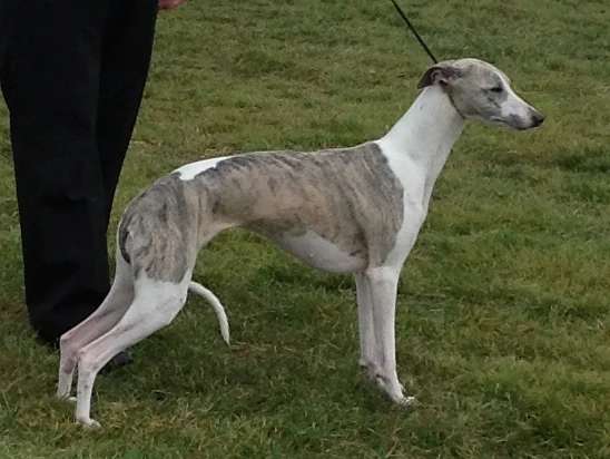Whippet photo thumbnail 3