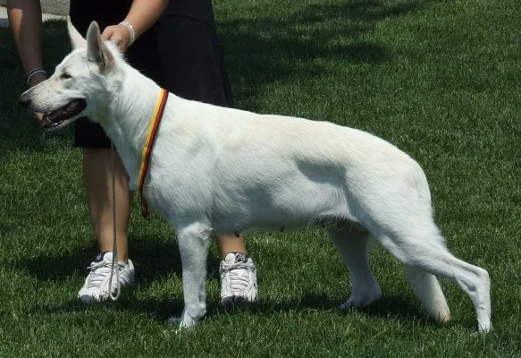 White Shepherd - Herding breed known for being Confident and Intelligent