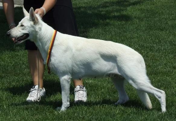 White Shepherd, a 89% match to Rough Collie