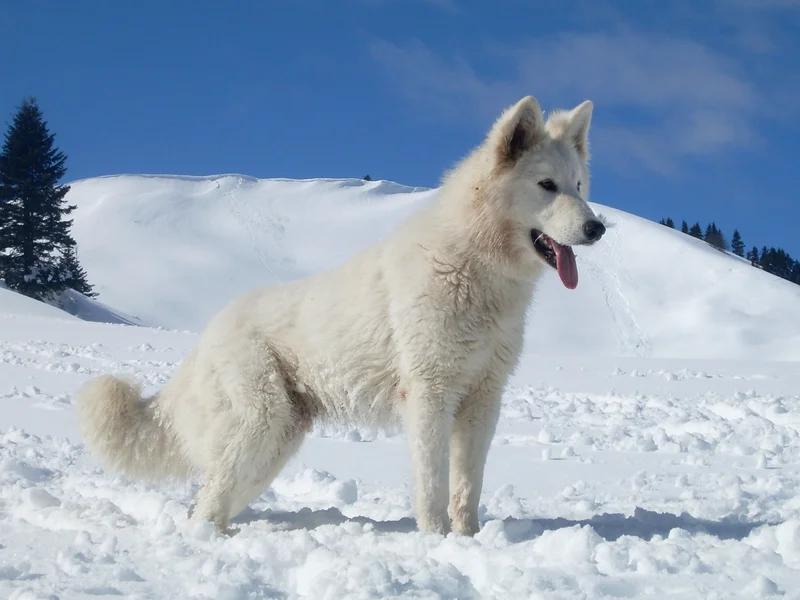 White Swiss Shepherd Dog, a 88% match to Rough Collie