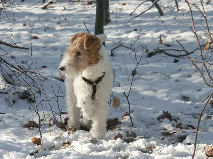 Wire Fox Terrier photo thumbnail 2