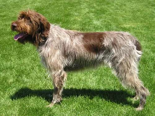 Wirehaired Pointing Griffon photo thumbnail 2