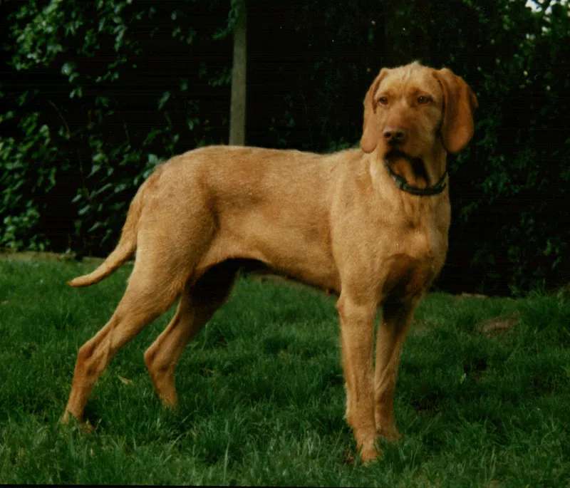 Wirehaired Vizsla photo thumbnail 2