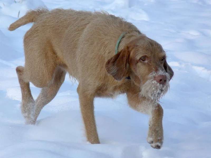 Wirehaired Vizsla photo thumbnail 3