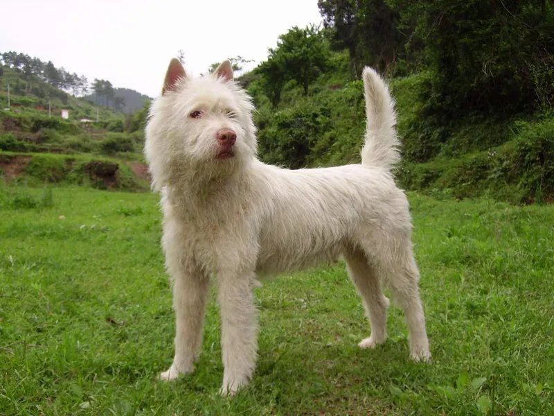 Xiasi Dog - Working breed known for being Affectionate and Alert