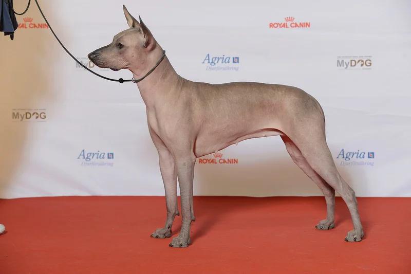 Xoloitzcuintli, a 89% match to Lowchen