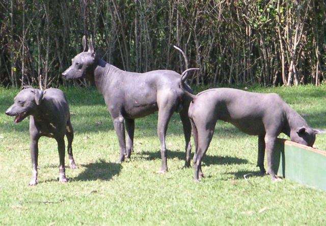 Xoloitzcuintli photo thumbnail 3