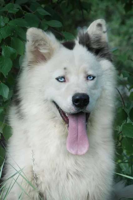 Yakutian Laika photo thumbnail 1
