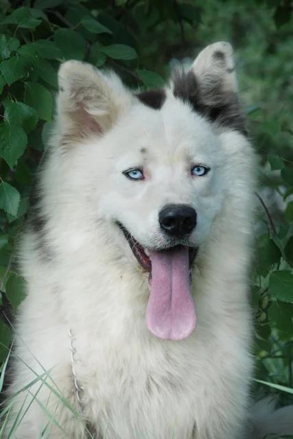 Yakutian Laika, a 89% match to East Siberian Laika