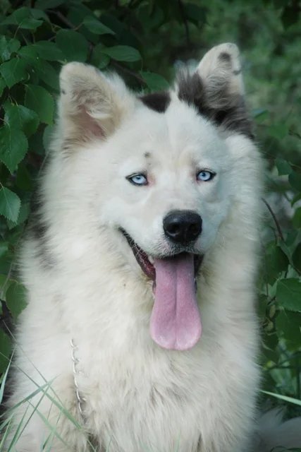 Yakutian Laika - Hunting breed known for being Calm and Energetic