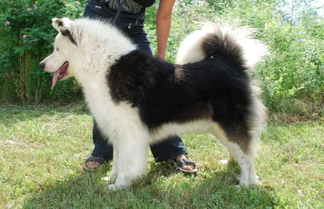 Yakutian Laika photo thumbnail 3