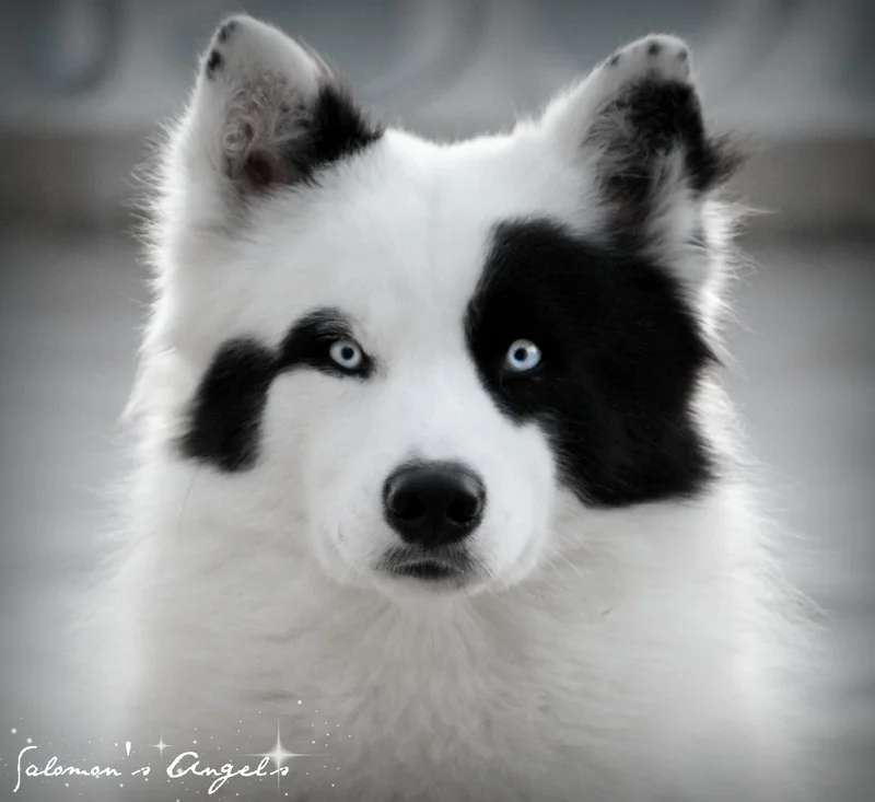 Yakutian Laika photo thumbnail 4