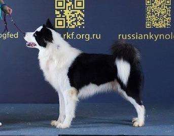 Yakutian Laika photo thumbnail 5