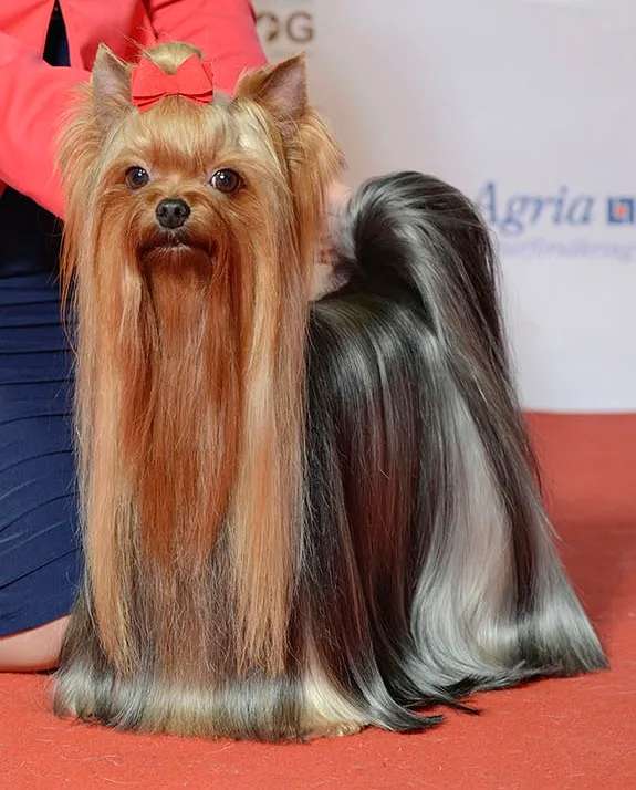 Yorkshire Terrier photo thumbnail 1