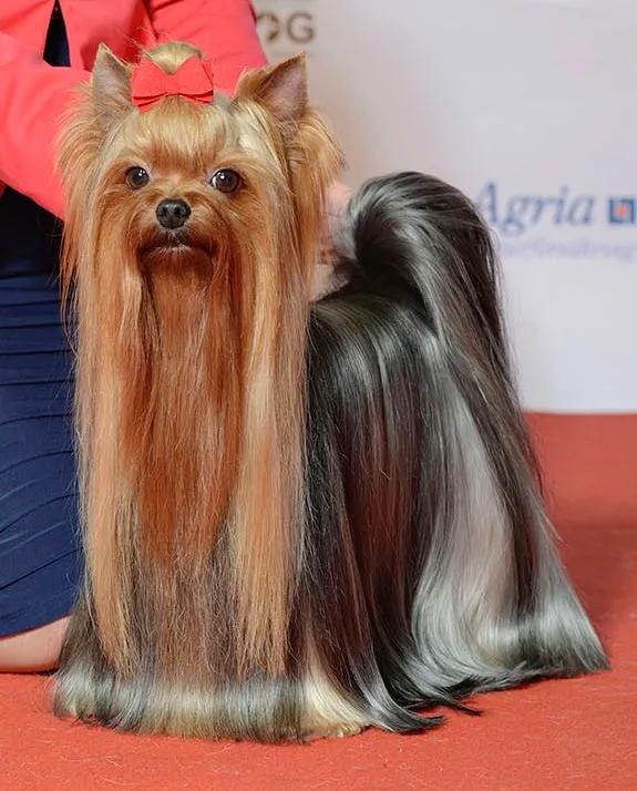 Yorkshire Terrier - Toy dog breed