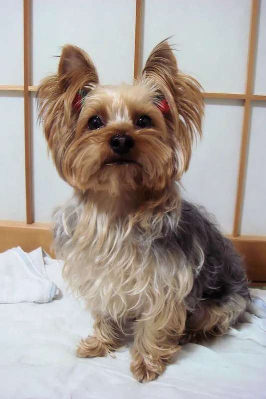 Yorkshire Terrier photo thumbnail 3