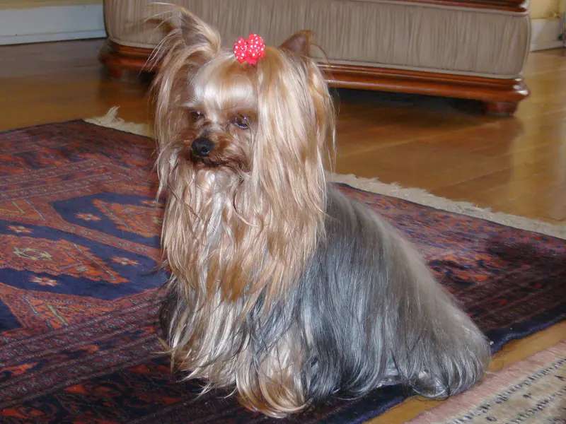 Yorkshire Terrier photo thumbnail 4