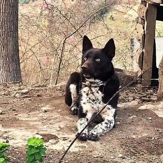 Zerdava - Hound breed known for being Aloof and Elegant